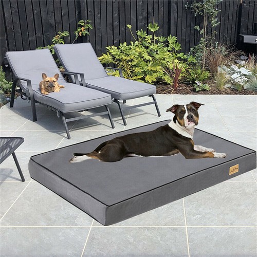 Jumbo orthopedic dog bed - dog,