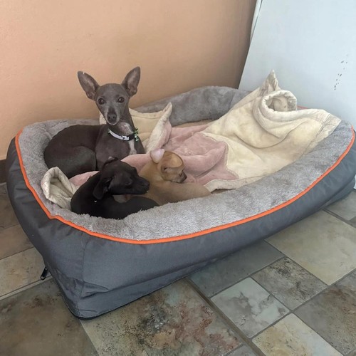 Orthopedic dog bed - dog,